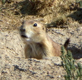 Prairie Dog