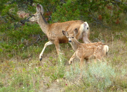 Steamboat Lake State Park