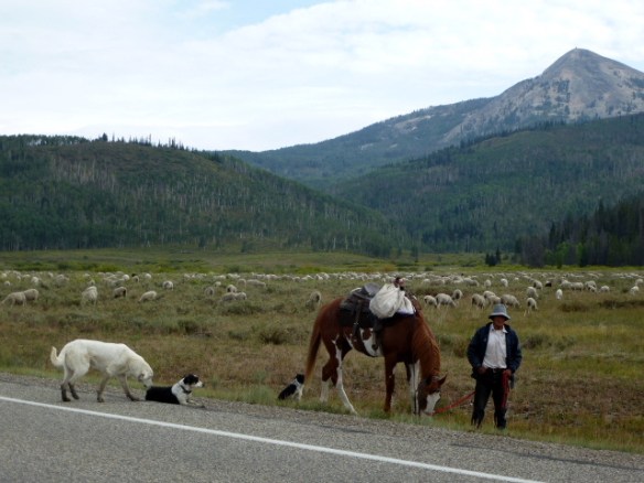 steamboat Sheepherder
