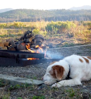 Brittany Spaniel