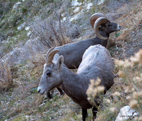 Bighorn Sheep