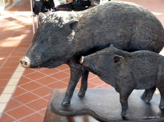 Javelina