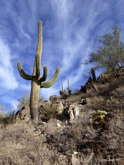 saguaro