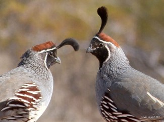 Gambel Quail