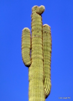 saguaro