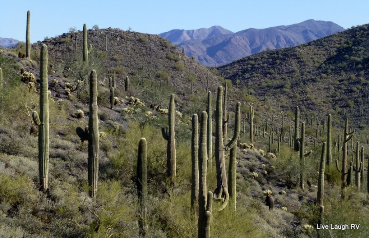 a forest of saguaro cactus, Tonto National Forest, Arizona