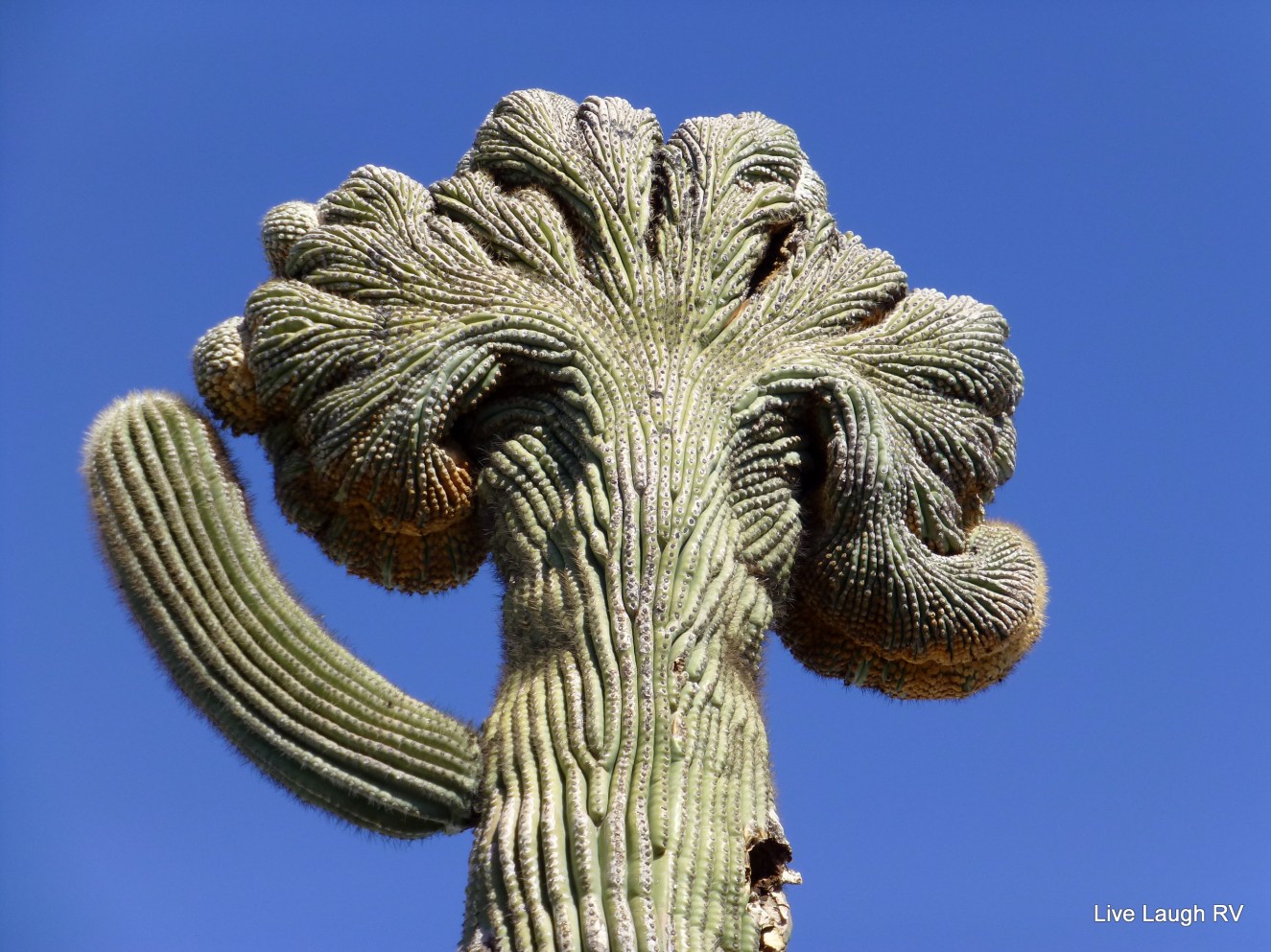 Saguaro