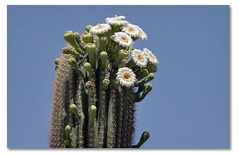saguaro flower