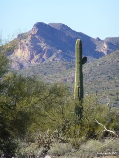 saguaro