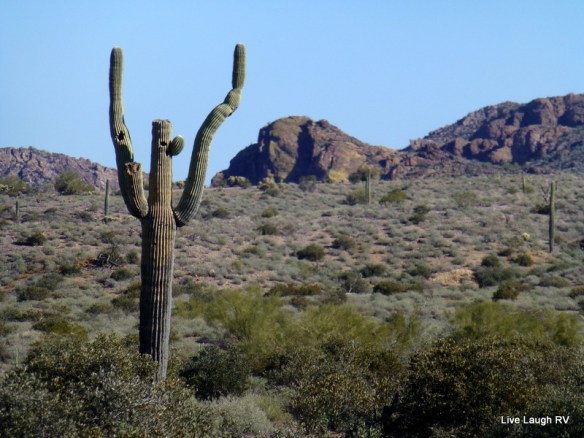 saguaro