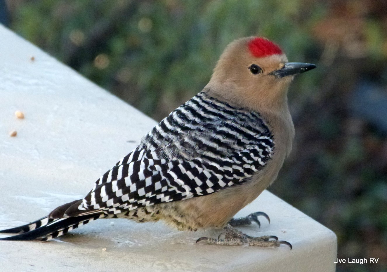 Gila Woodpecker