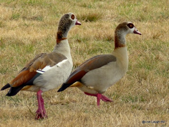 Egyptian Geese
