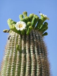 Saguaro Cactus