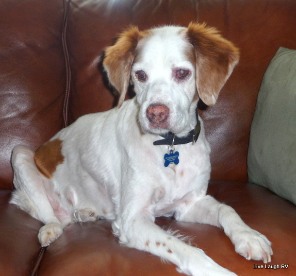 Brittany Spaniel