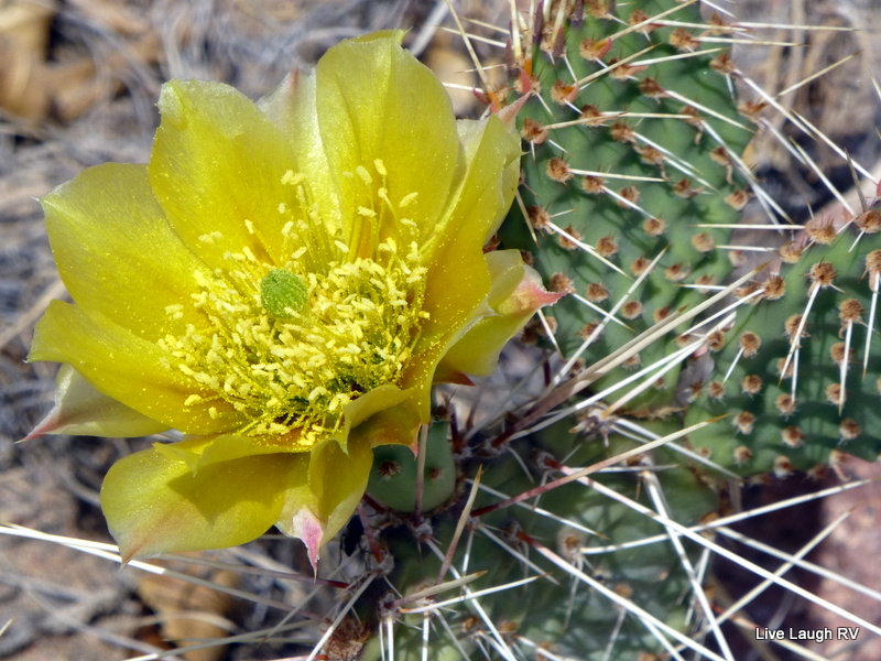 Prickly Pear
