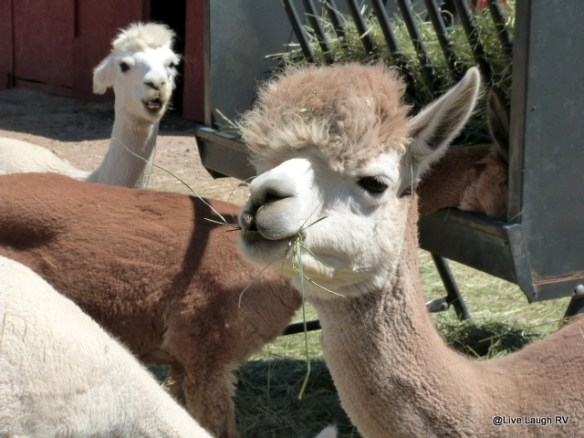 Suncrest Orchard Alapacs