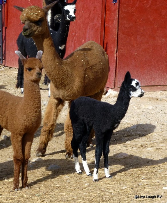 Alpacas