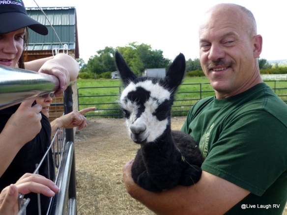 Suncrest Orchard Alpacas