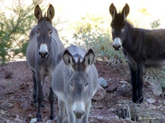 Wild Burros