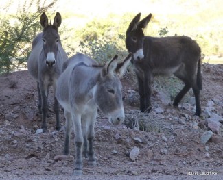 Wild Burros
