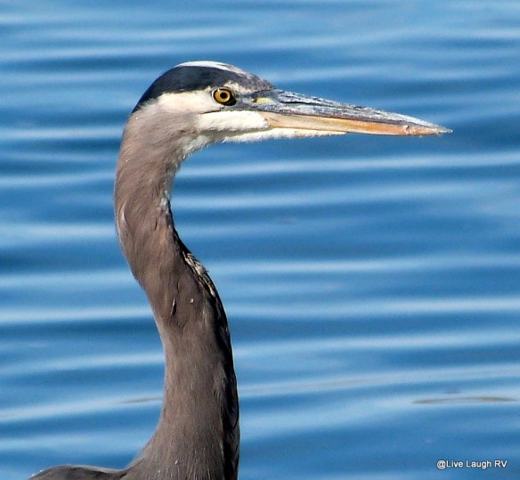Blue Heron