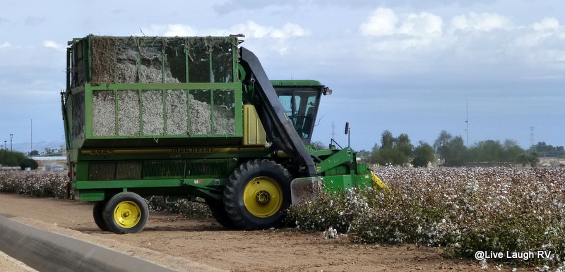 textile fiber cotton