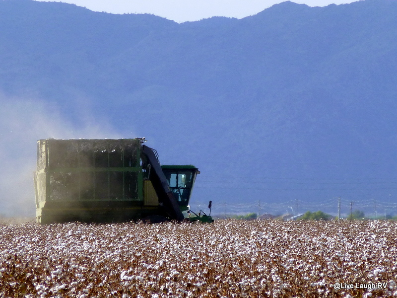 cotton harvest