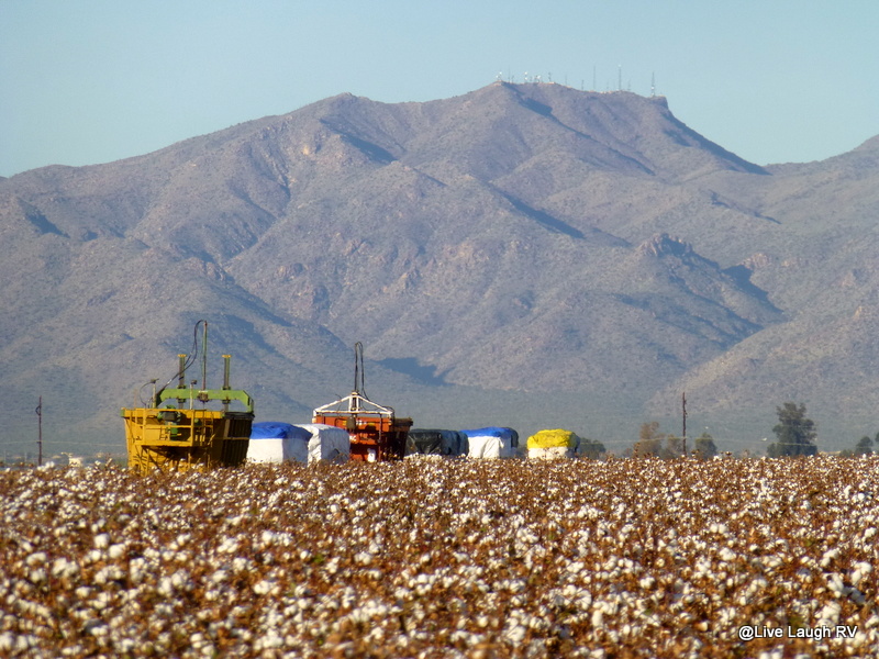 harvesting cotton