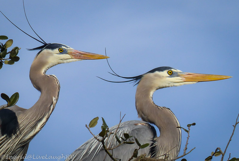great blue heron