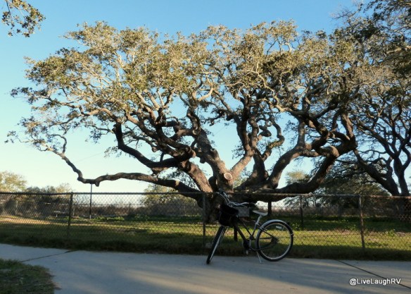wind swept oak trees
