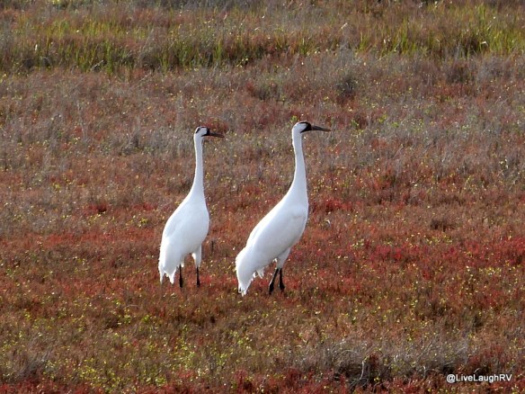 whooping cranes