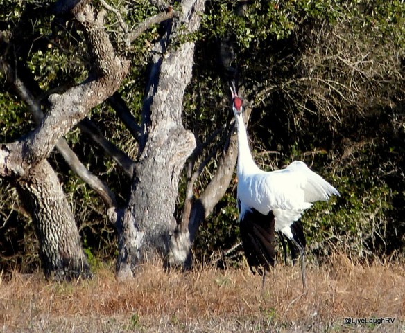 whooping cranes