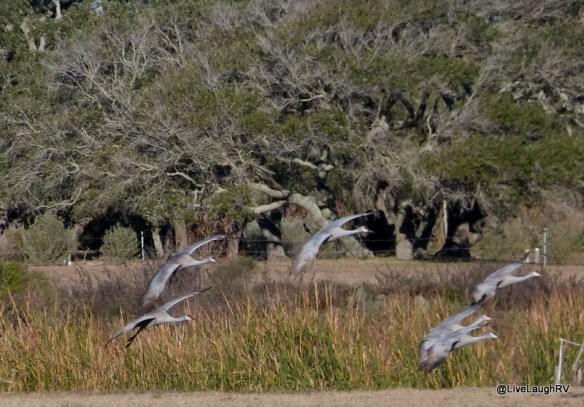 sandhill cranes
