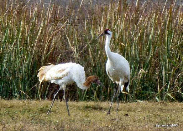 whoopers