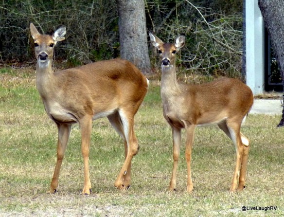 White Tail Deer