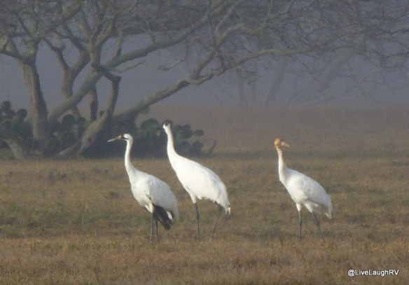 whooping crane