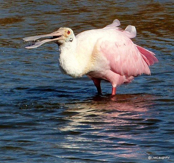 roseate spoonbill