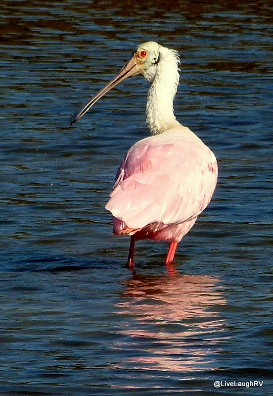 roseate spoonbill