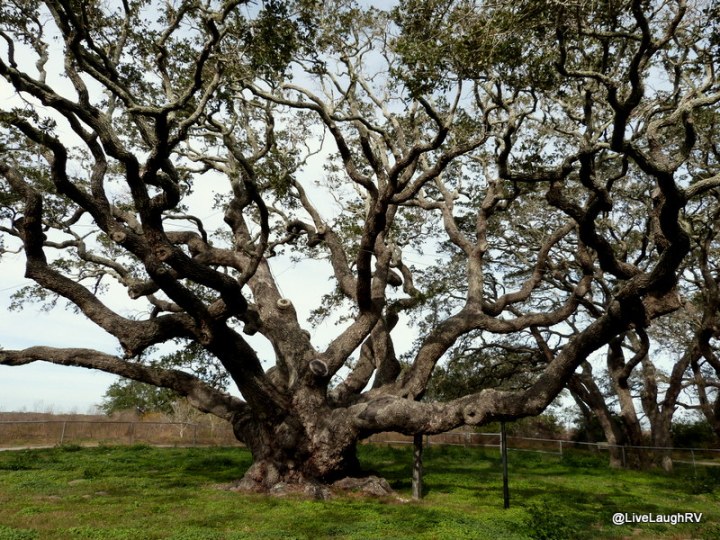 oldest oak tree