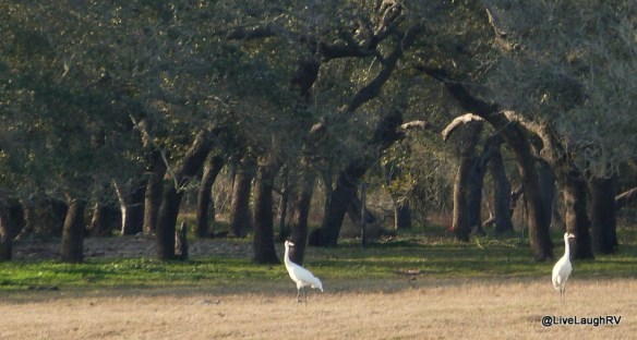 whooping cranes