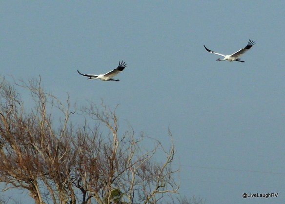 whooping cranes