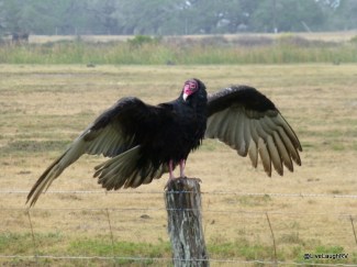 turkey vulture