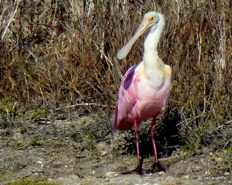 Roseate Spoonbill