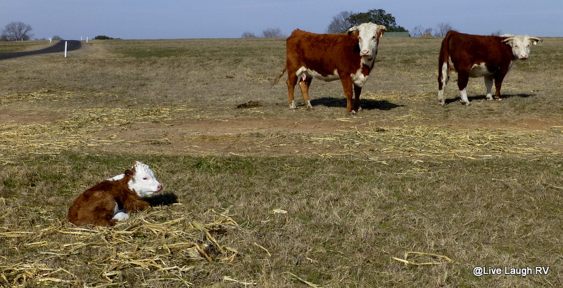 LBJ State Park Ranch