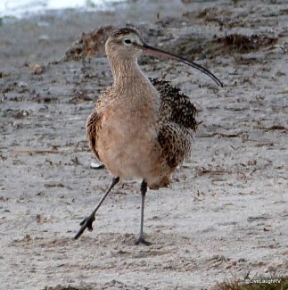 long billed curlew