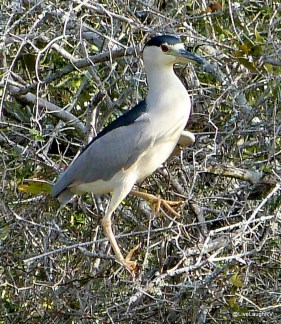 black crowned night heron