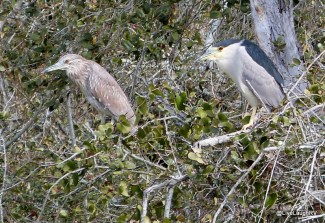 black crowned night heron
