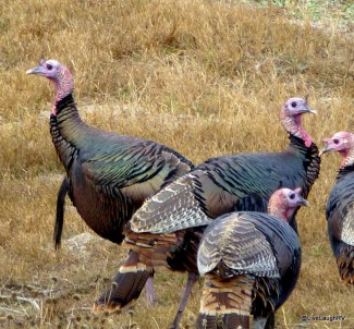 wild turkeys