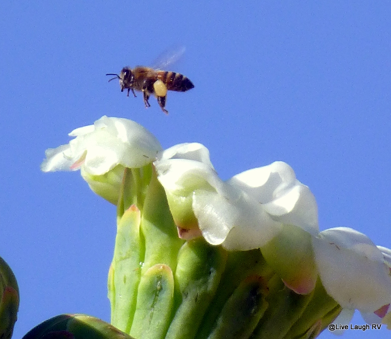 Saguaro in bloom