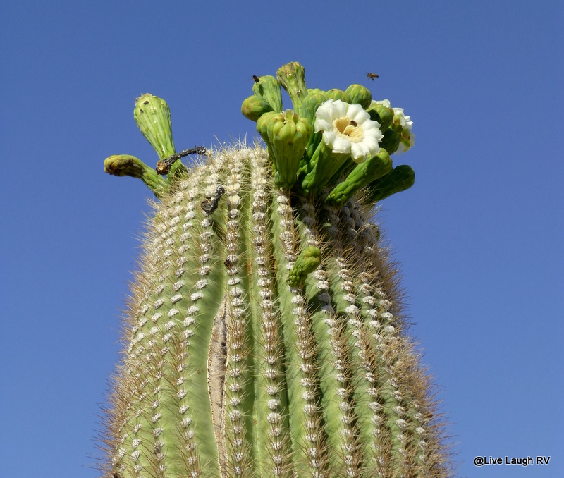 flowering cactus